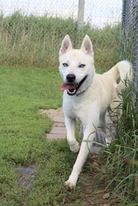 Bram (sponsored fee) - Photo 4