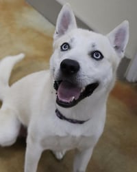 Bram (sponsored fee) - Photo 6