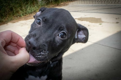 ZACH - Pit Bull Terrier / Cattle Dog available for adoption