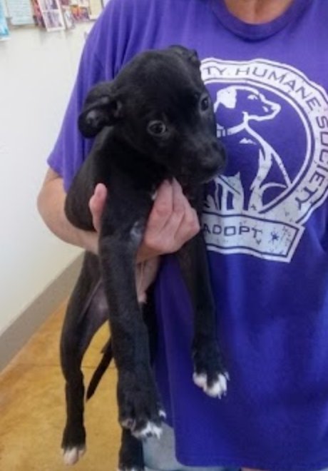 ZACH - Pit Bull Terrier / Cattle Dog available for adoption