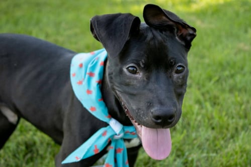 ZACH - Pit Bull Terrier / Cattle Dog available for adoption