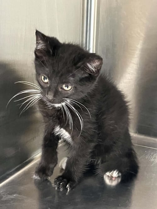 CUCUMBER - Domestic Short Hair available for adoption