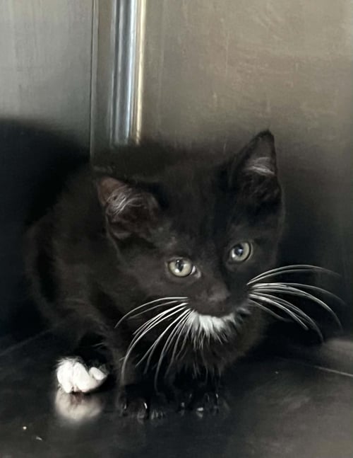 CUCUMBER - Domestic Short Hair available for adoption