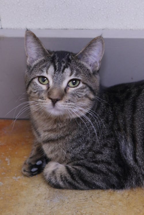 BETH - Tiger / Domestic Medium Hair available for adoption