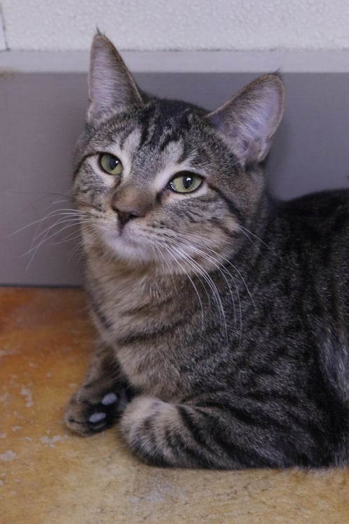 BETH - Tiger / Domestic Medium Hair available for adoption