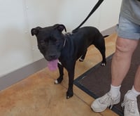 Sasha (sponsored fee) - Photo 7