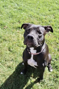 Sasha (sponsored fee) - Photo 4