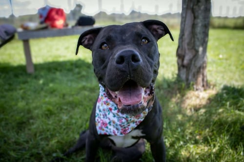 SASHA (SPONSORED FEE) - Pit Bull Terrier available for adoption
