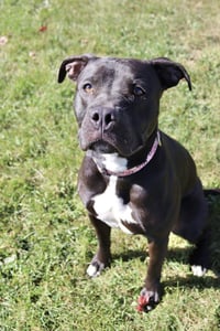 Sasha (sponsored fee) - Photo 3
