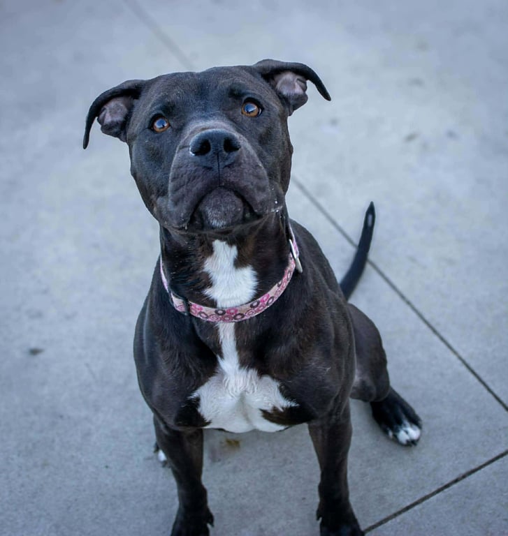 Sasha (sponsored fee) Image