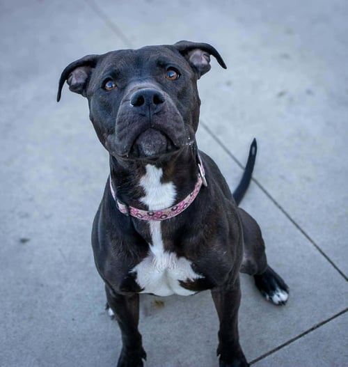 SASHA (SPONSORED FEE) - Pit Bull Terrier available for adoption