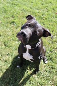 Sasha (sponsored fee) - Photo 5