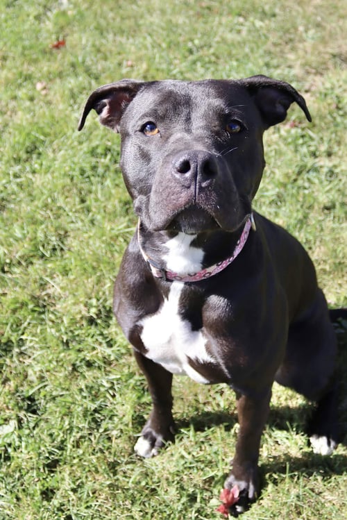 SASHA (SPONSORED FEE) - Pit Bull Terrier available for adoption