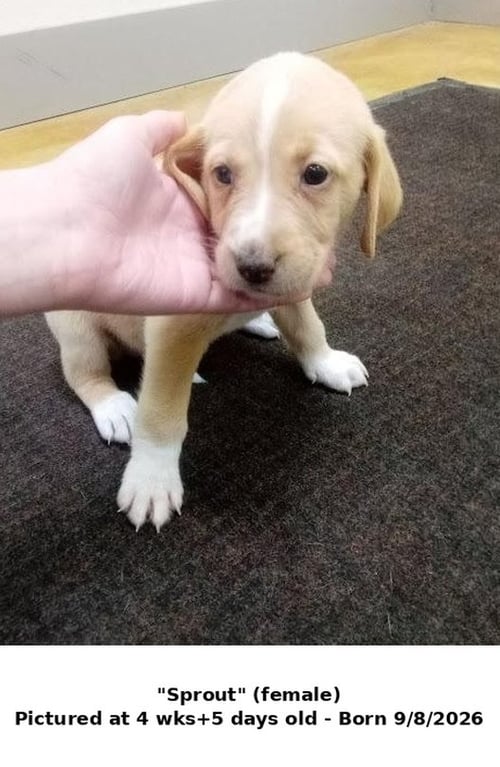SPROUT (NO MORE APPLICATIONS) - Hound / Retriever available for adoption