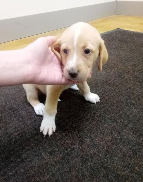 SPROUT (NO MORE APPLICATIONS) - Hound / Retriever available for adoption
