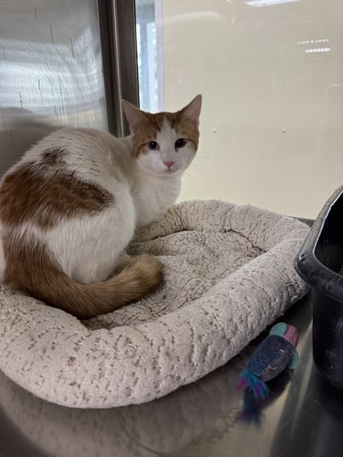 BOWIE - Domestic Short Hair available for adoption