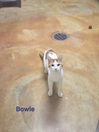 Bowie - Photo 6