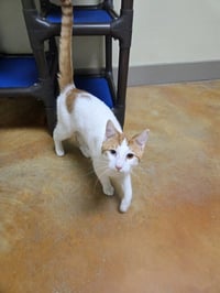 Bowie - Photo 8