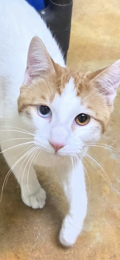 BOWIE - Domestic Short Hair available for adoption