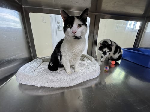 LOLO - Domestic Short Hair available for adoption