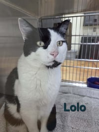 Lolo - Photo 7