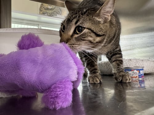 NIKE - Tiger / Domestic Short Hair available for adoption