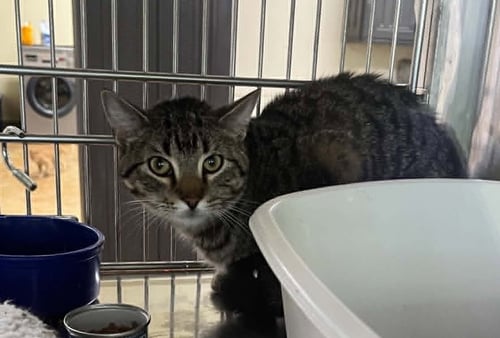 NIKE - Tiger / Domestic Short Hair available for adoption