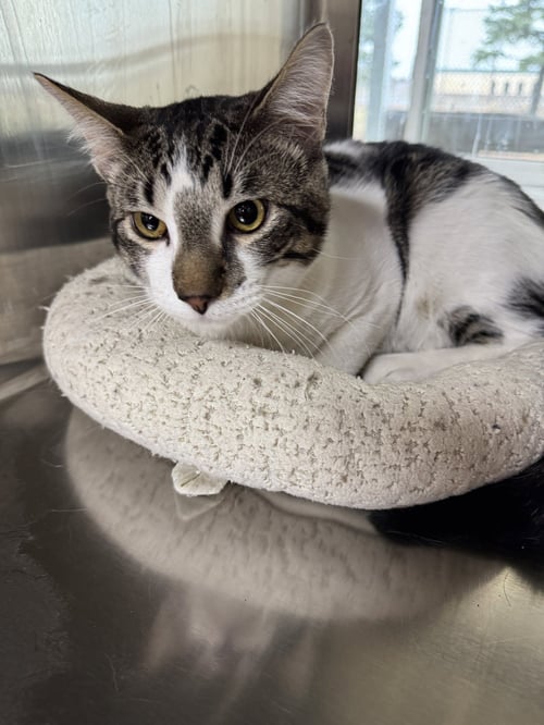 ZIGGY - Domestic Short Hair / Tiger available for adoption