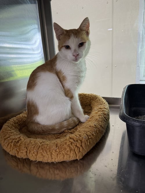 HOUDINI - Domestic Short Hair available for adoption
