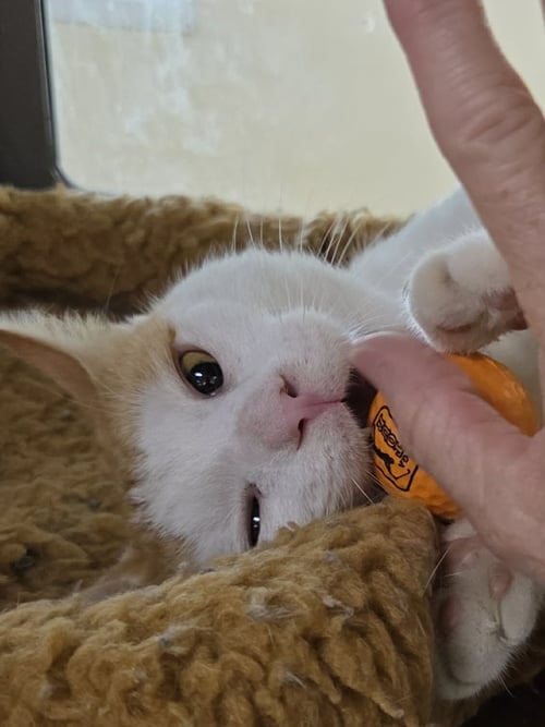 HOUDINI - Domestic Short Hair available for adoption