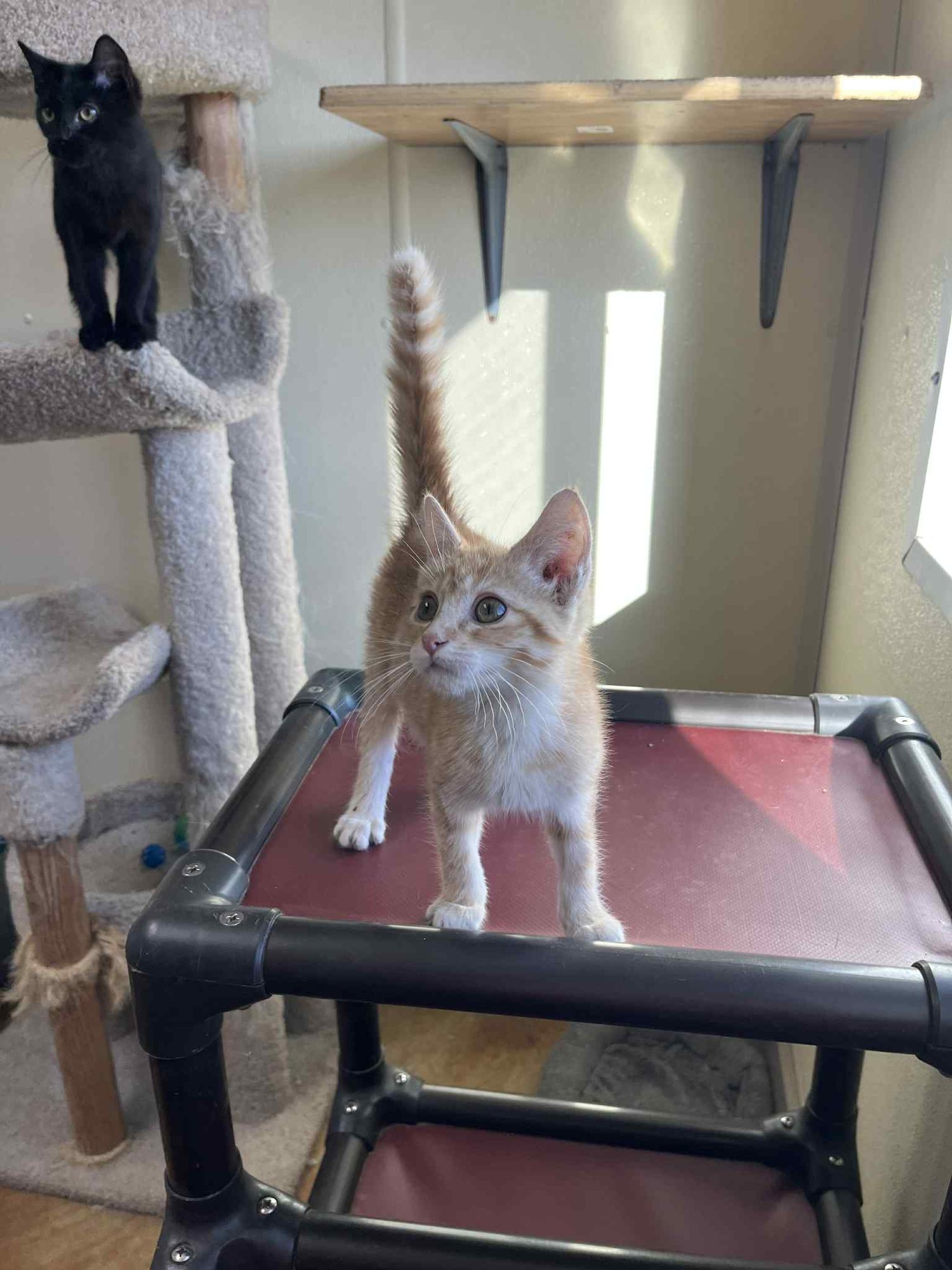 LEO - Tiger / Domestic Short Hair available for adoption