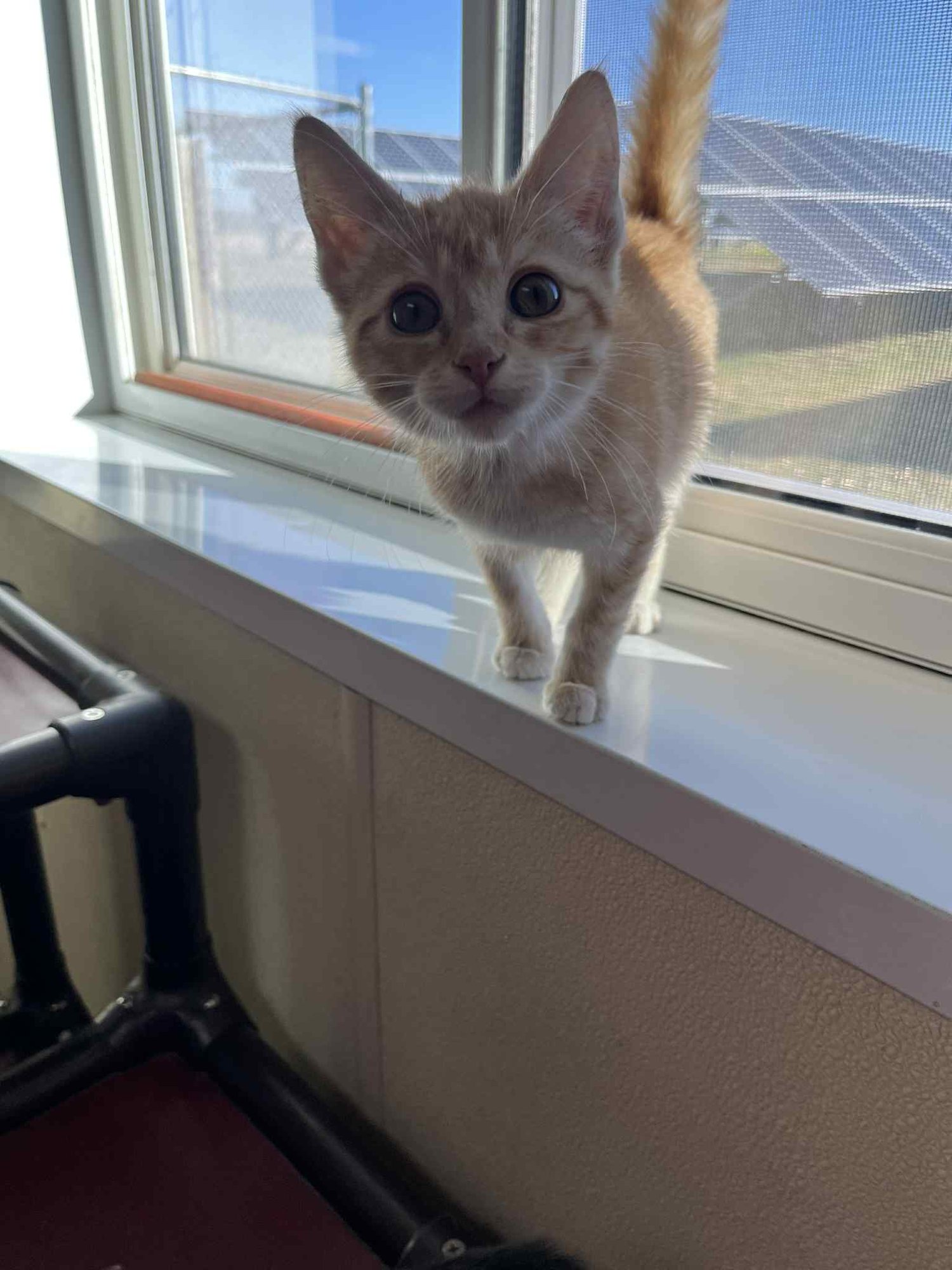 LEO - Tiger / Domestic Short Hair available for adoption