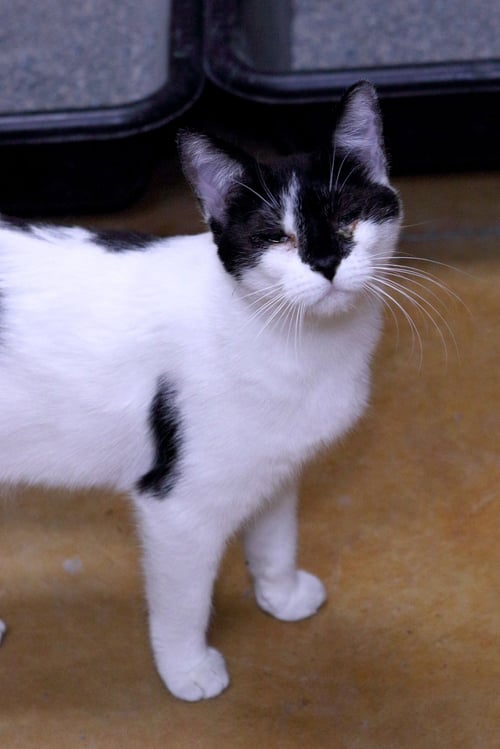 FAITH - Domestic Short Hair available for adoption
