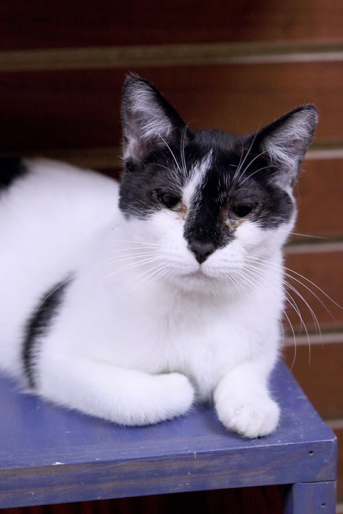 FAITH - Domestic Short Hair available for adoption