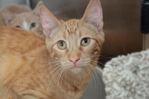 ARIES - Tiger / Domestic Short Hair available for adoption