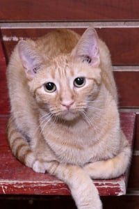 Aries - Photo 4