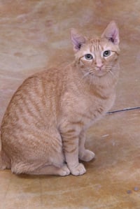 Aries - Photo 6