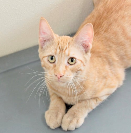 ARIES - Tiger / Domestic Short Hair available for adoption