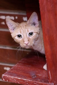 Aries - Photo 3