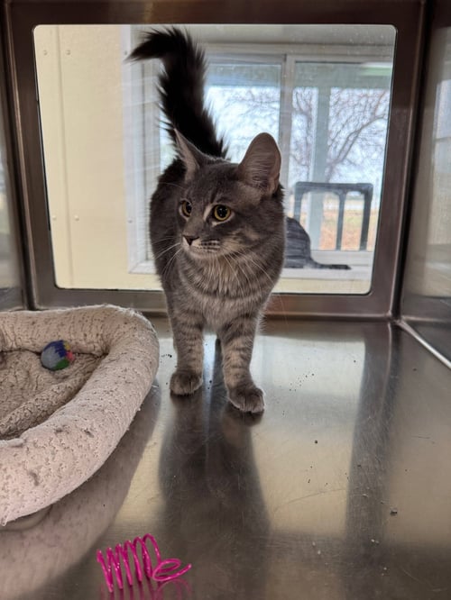 QUEENIE - Domestic Medium Hair / Tiger available for adoption