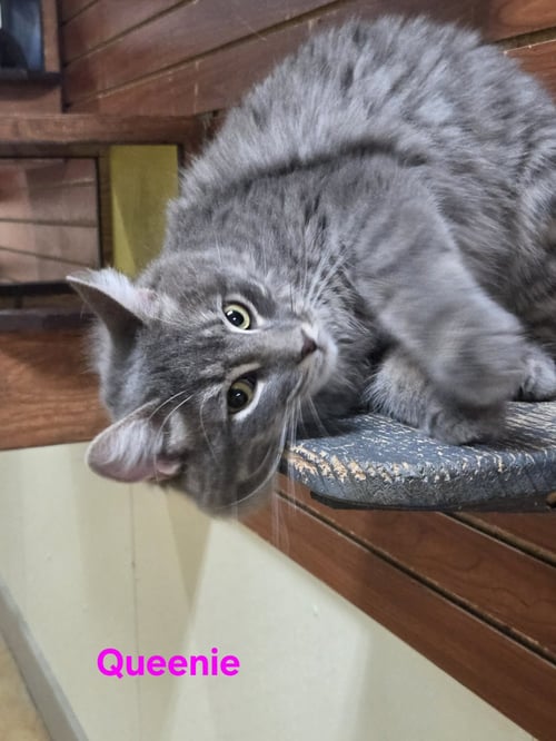 QUEENIE - Domestic Medium Hair / Tiger available for adoption