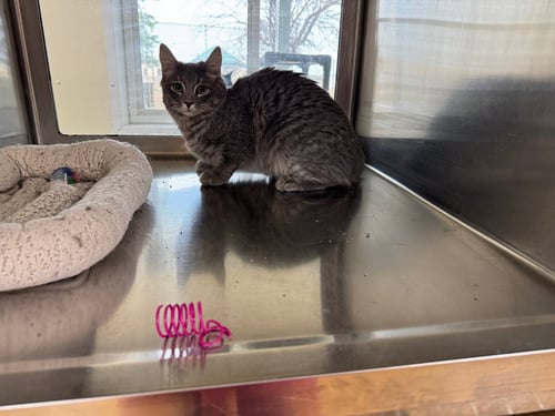 QUEENIE - Domestic Medium Hair / Tiger available for adoption
