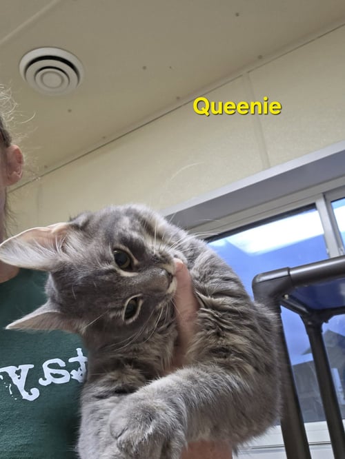 QUEENIE - Domestic Medium Hair / Tiger available for adoption