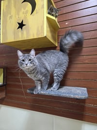 Queenie - Photo 11