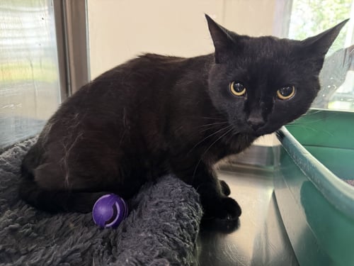 TC - Domestic Short Hair available for adoption