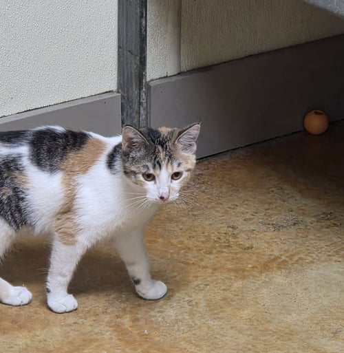 REESE - Calico / Domestic Short Hair available for adoption