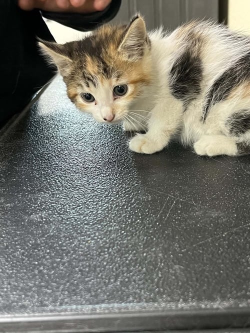 REESE - Calico / Domestic Short Hair available for adoption