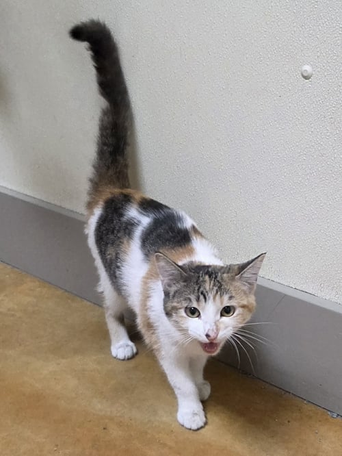 REESE - Calico / Domestic Short Hair available for adoption