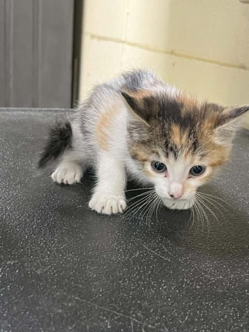 REESE - Calico / Domestic Short Hair available for adoption
