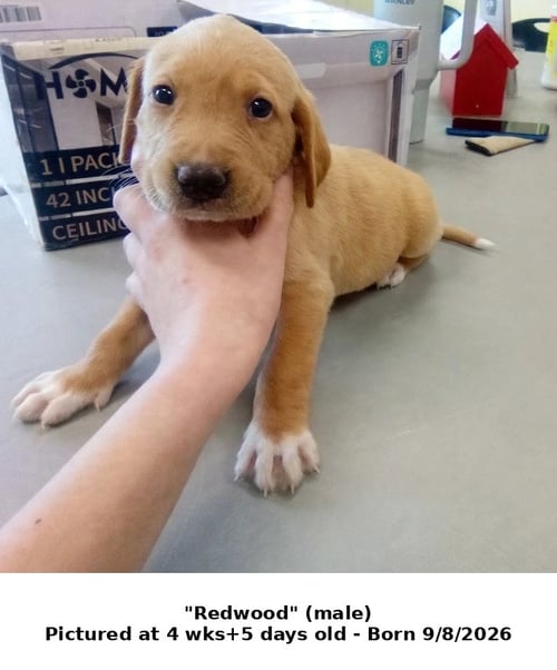 REDWOOD (NO MORE APPLICATIONS) - Hound / Retriever available for adoption